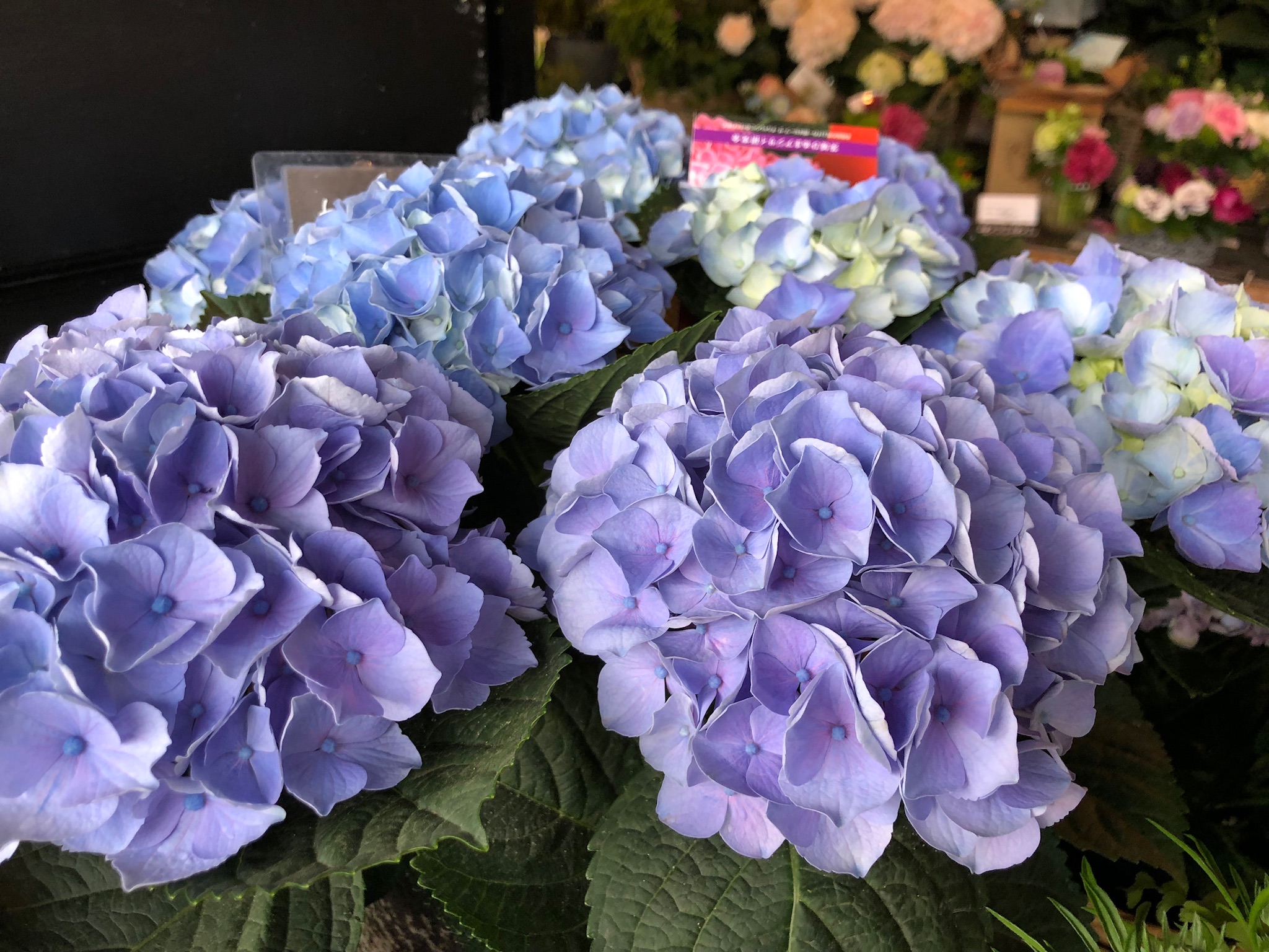 ル ジュディ Le Jeudi フレンチスタイルのお花とフラワーアレンジメントスクール